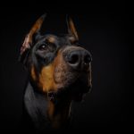 doberman