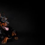 doberman leży