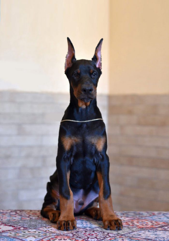 kafelki-szczeniaki-vertical