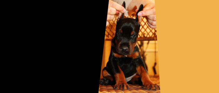 milan doberman desktop