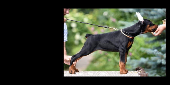 Projekt bez tytułu (2)