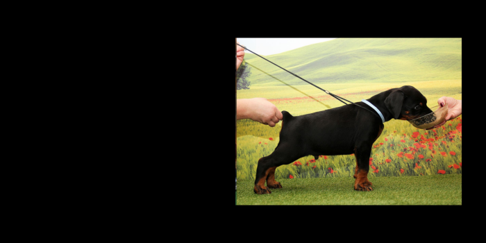 Projekt bez tytułu (15)