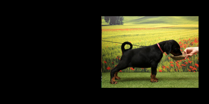 Projekt bez tytułu (16)