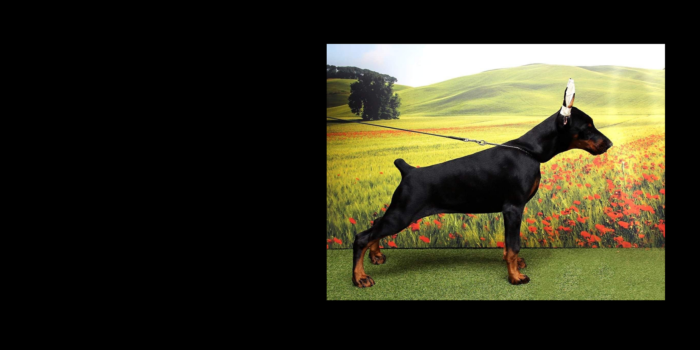 Projekt bez tytułu (20)