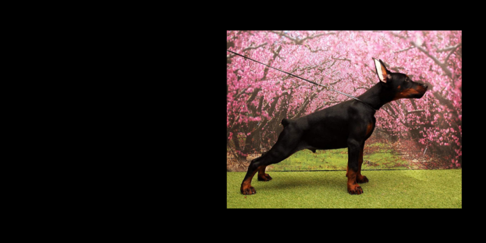 Projekt bez tytułu (21)