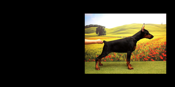 Projekt bez tytułu (26)