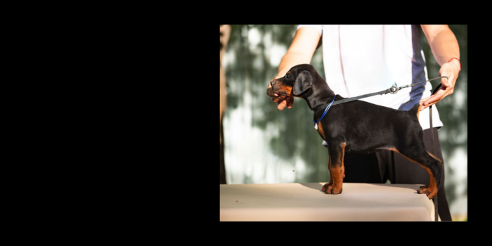 Projekt bez tytułu (31)