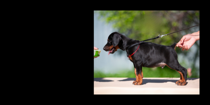 Projekt bez tytułu (32)