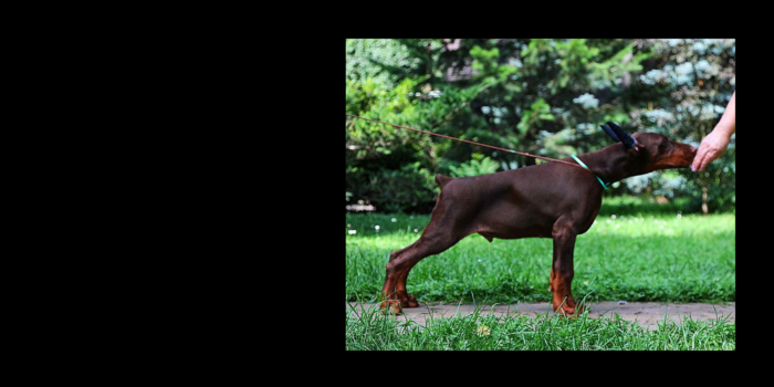 Projekt bez tytułu (35)