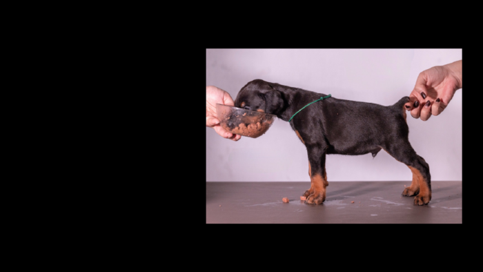 Projekt bez tytułu (60)