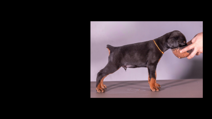 Projekt bez tytułu (61)