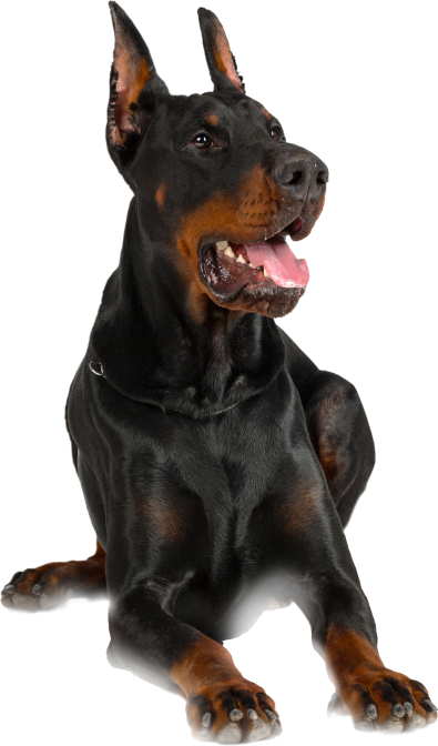 doberman