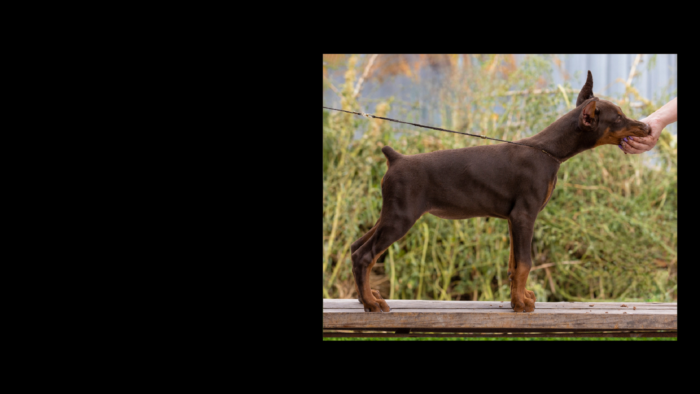 Projekt bez nazwy (10)