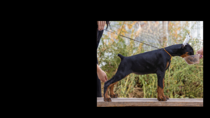 Projekt bez nazwy (13)