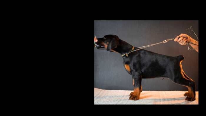 Projekt bez nazwy (16)