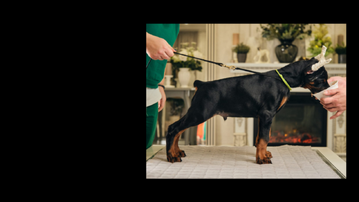 Projekt bez nazwy (23)