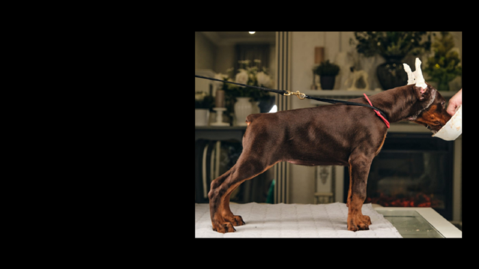 Projekt bez nazwy (24)