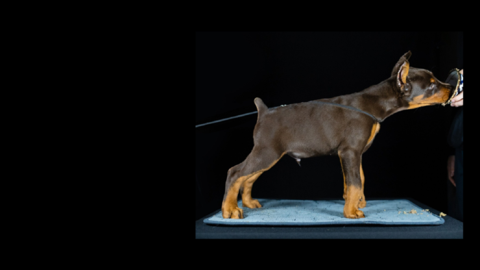 Projekt bez nazwy (26)