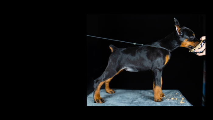 Projekt bez nazwy (29)