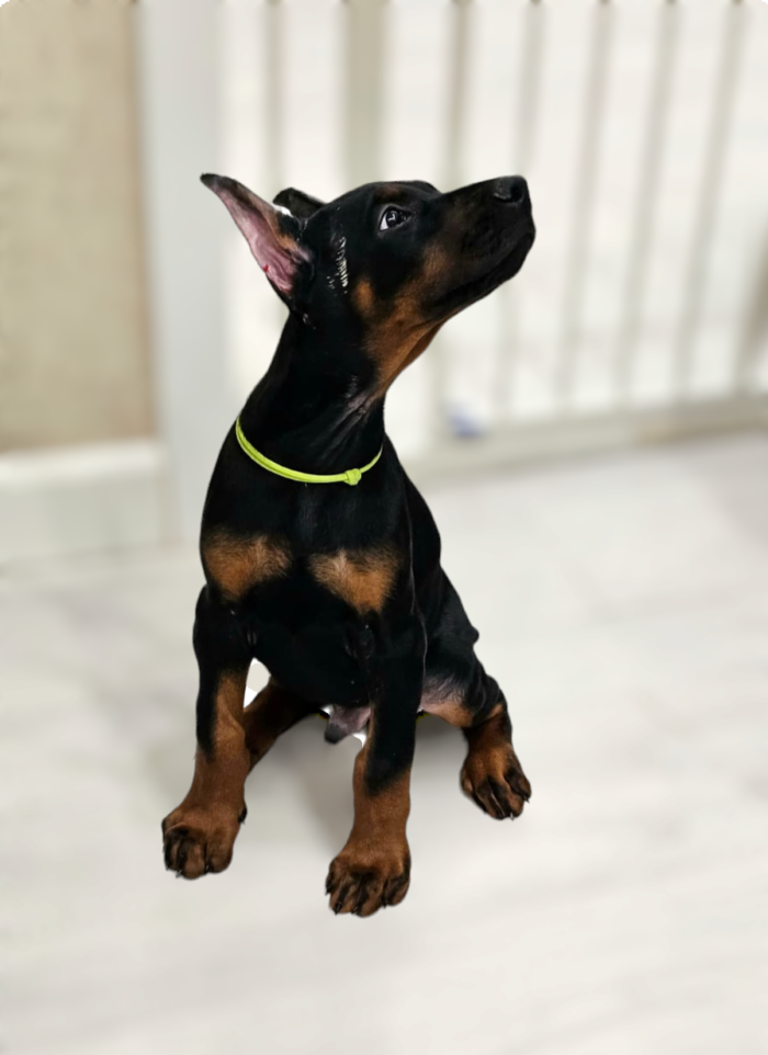 photoroom-20240108_144615