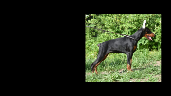 Projekt bez nazwy (40)