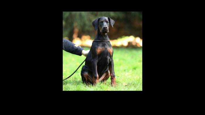 Projekt bez nazwy (1)