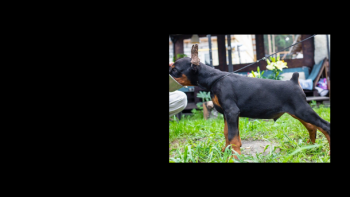 Projekt bez nazwy (4)