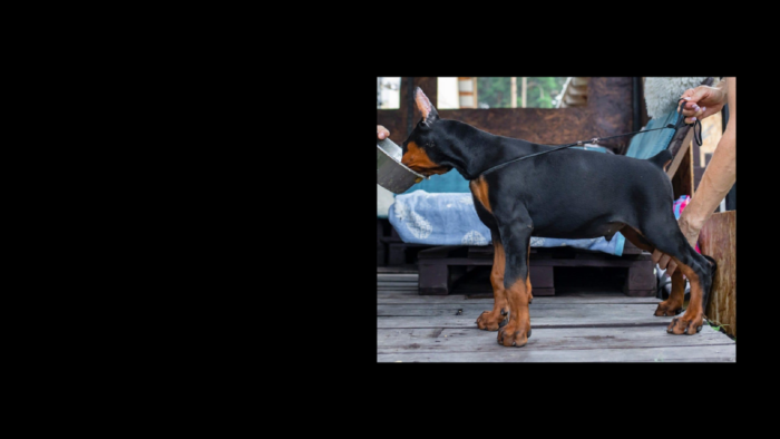 Projekt bez nazwy (5)