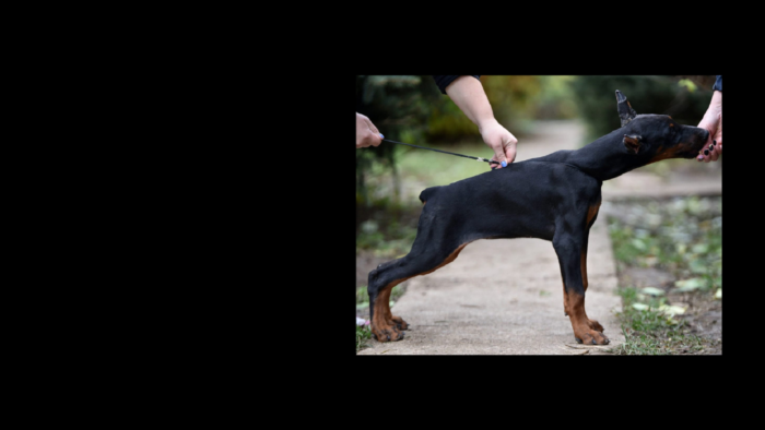 Projekt bez nazwy (9)