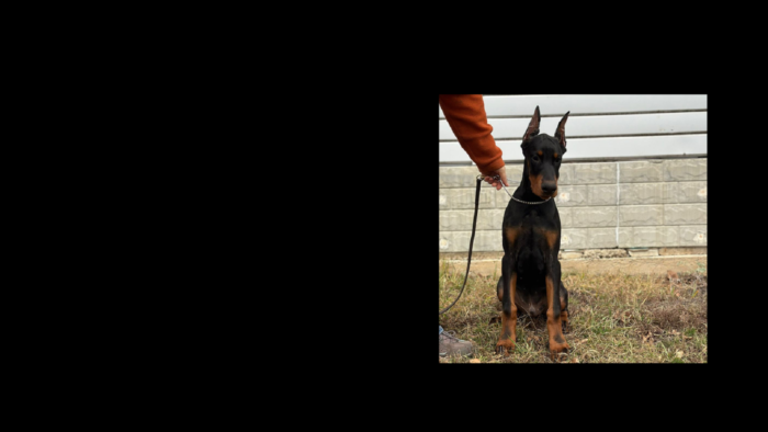 Projekt bez nazwy (1)