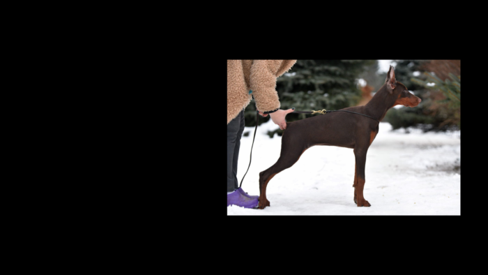 Projekt bez nazwy (1)