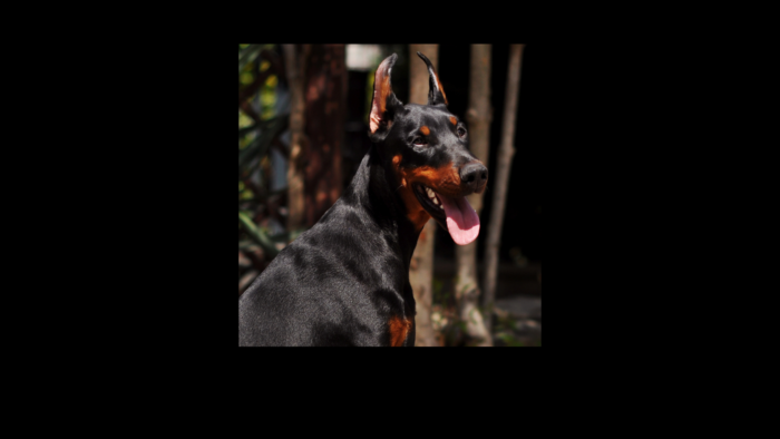 Projekt bez nazwy (13)