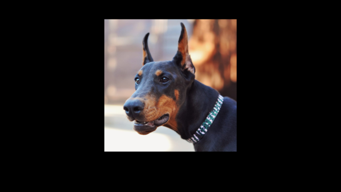 Projekt bez nazwy (15)