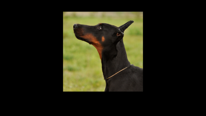 Projekt bez nazwy (16)