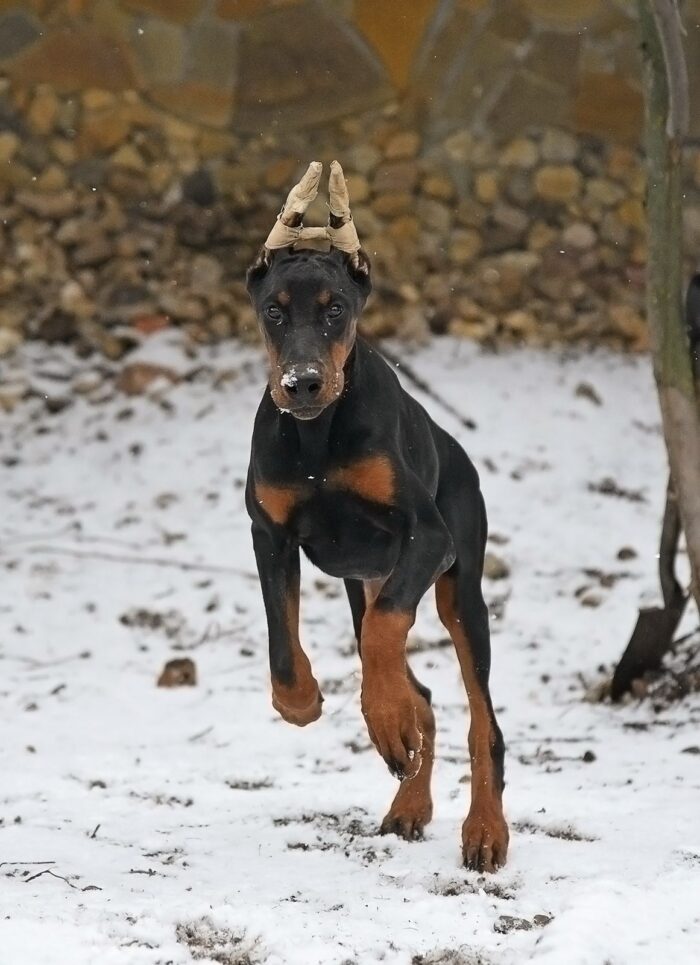 Zdjęcie WhatsApp 2025-03-03 o 09.02.49_dc7116ae