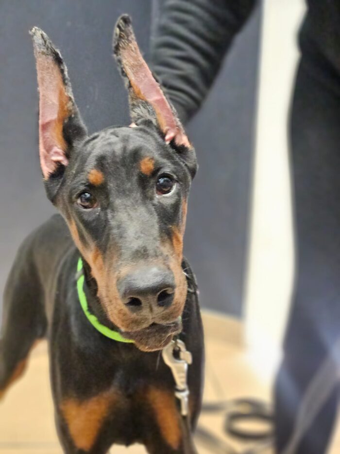 Zdjęcie WhatsApp 2025-03-25 o 14.22.58_631ef787