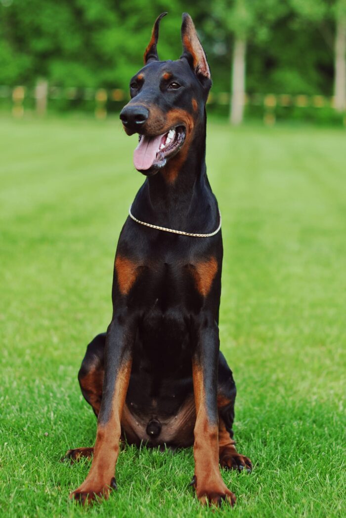 Zdjęcie WhatsApp 2025-06-05 o 15.19.49_a5770e72