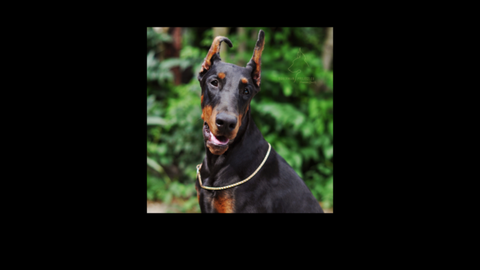 Projekt bez nazwy (10)