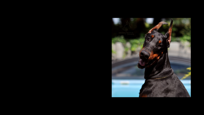 Projekt bez nazwy (11)