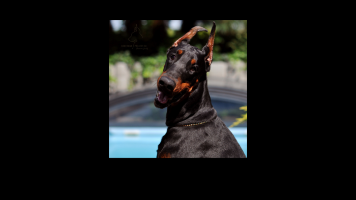 Projekt bez nazwy (12)