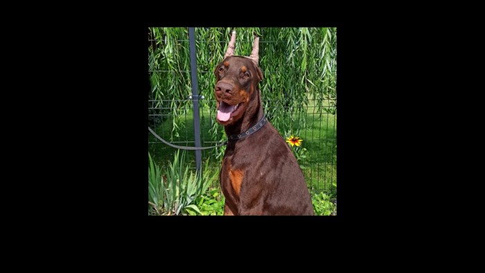 Projekt bez nazwy (2)