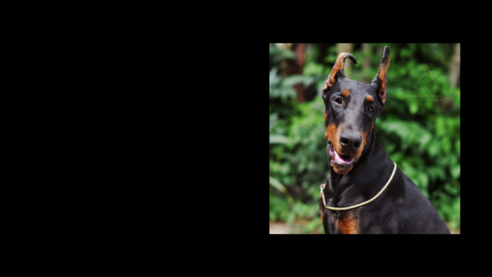 Projekt bez nazwy (9)