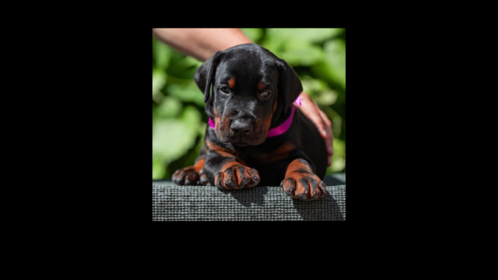 Projekt bez nazwy (15)