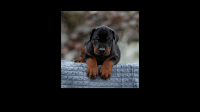 Projekt bez nazwy (1)