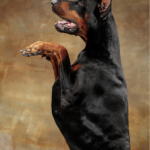 shutterstock_2287913881